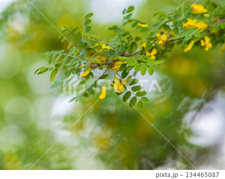 Mimosa flowers branches. Acacia derwentii with yellow flowers. Blooming acacia with yellow flowers. 134465087