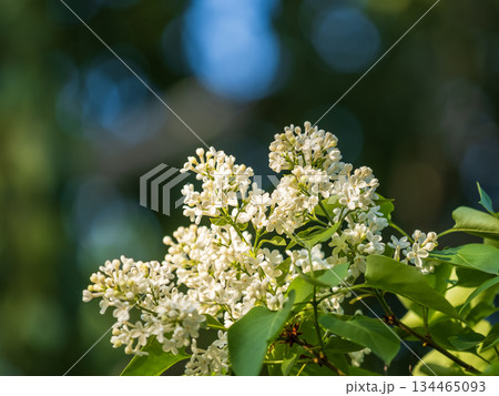 White Blooming Lilac Flowers in spring with blured background White Blooming Lilac Flowers in spring with blured background 134465093