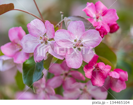 Fresh pink flowers of a blossoming apple tree with blured background 134465104