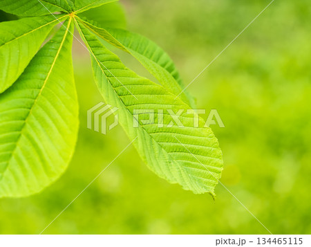 Green Chestnut Leaves in beautiful light. Spring season, spring colors. 134465115