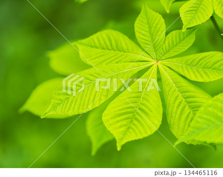 Green Chestnut Leaves in beautiful light. Spring season, spring colors. Green Chestnut Leaves in beautiful light. Spring season, spring colors. 134465116