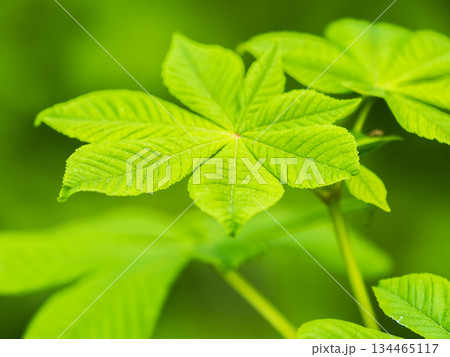Green Chestnut Leaves in beautiful light. Spring season, spring colors. 134465117
