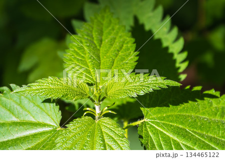 The nettle, Urtica dioica, with green leaves grows in natural thickets. Medicinal wild plant nettle. Nettle grass with fluffy green leaves. 134465122