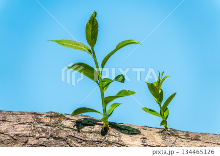 Nature of green leaf in garden at summer. Natural green leaves plants using as spring background cover page environment ecology Nature of green leaf in garden at summer. Natural green leaves plants using as spring background cover page environment ecology 134465126