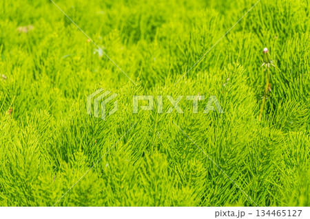 Wood horsetail (Equisetum sylvaticum) growing in the forest close up. Equisetum arvense, the field horsetail or common horsetail. Perennial herb 134465127