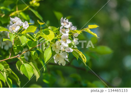 White blossoming apple trees. White apple tree flowers 134465133