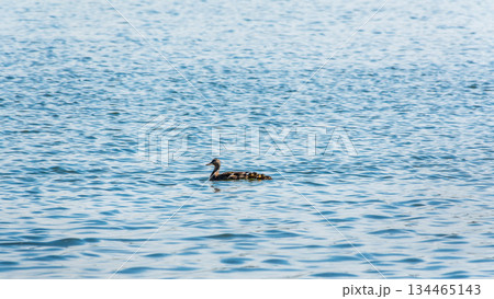 A family of ducks, a duck and its little ducklings are swimming in the water. The duck takes care of its newborn ducklings. Mallard, lat. Anas platyrhynchos 134465143