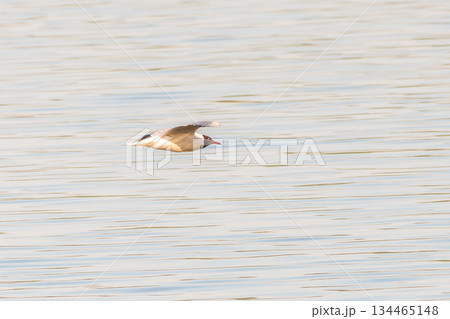 Beautiful Black Headed Gull, in elegant flight over blue water 134465148