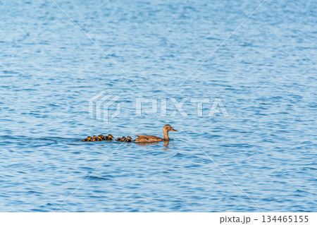 A family of ducks, a duck and its little ducklings are swimming in the water. The duck takes care of its newborn ducklings. Mallard, lat. Anas platyrhynchos 134465155