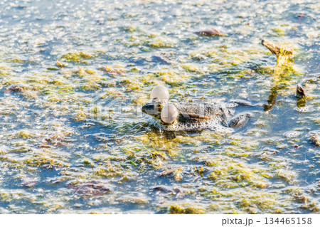 A large green frog sits in the marsh. 134465158