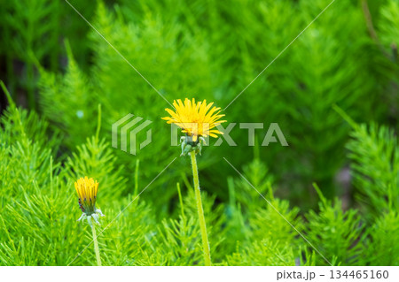 Field of yellow dandelions. Taraxacum officinale, the common dandelion Field of yellow dandelions. Taraxacum officinale, the common dandelion 134465160