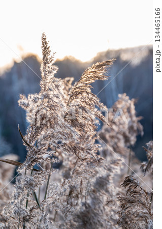 Yellow autumn fluffy feather grass with seeds on curved stems in light wind. Hello autumn concept. Natural background with copy space 134465166