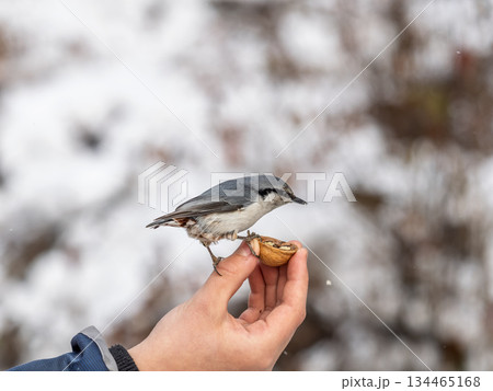The Eurasian nuthatch eats seeds from a man's hand. Hungry bird wood nuthatch eating seeds from a hand during winter or autumn 134465168