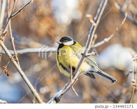 Cute bird Great tit, songbird sitting on the nice branch with beautiful autumn background 134465171