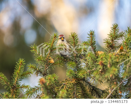Common redpoll female, cute bird with bright red patch on its forehead sits on tree branch without leaves in sunny spring day. 134465173
