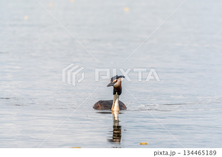 The waterfowl bird Great Crested Grebe swimming in the calm lake The waterfowl bird Great Crested Grebe swimming in the calm lake 134465189