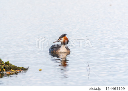 The waterfowl bird Great Crested Grebe swimming in the lake near its nest with eggs The waterfowl bird Great Crested Grebe swimming in the lake near its nest with eggs 134465199