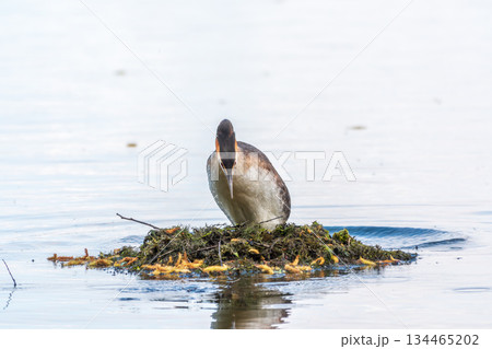Great Crested Grebe, Podiceps cristatus, water bird sitting on the nest, nesting time on the green lake Great Crested Grebe, Podiceps cristatus, water bird sitting on the nest, nesting time on the green lake 134465202