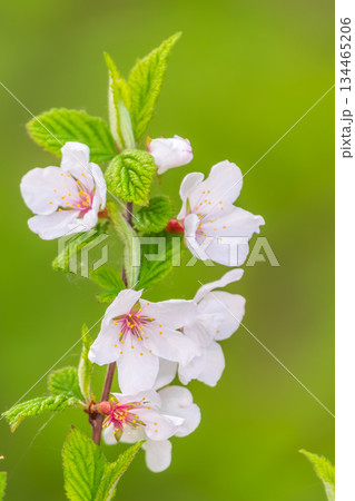 White cherry flowers. The branches of a blossoming Cherry tree with white flowers. White cherry flowers. The branches of a blossoming Cherry tree with white flowers. 134465206