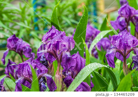 Close-up of a flower of bearded iris (Iris germanica) with rain drops on blurred green natural background. 134465209