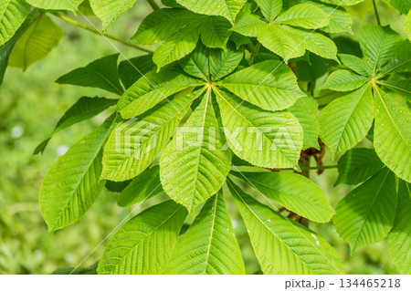 Chestnut tree leaf with water drops after rain. Spring season, spring colors. 134465218