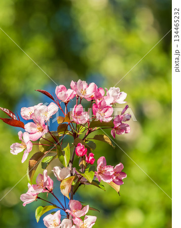 Fresh pink flowers of a blossoming apple tree with blured background Fresh pink flowers of a blossoming apple tree with blured background 134465232