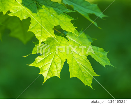 Spring branches of maple tree with fresh green leaves Spring branches of maple tree with fresh green leaves 134465234