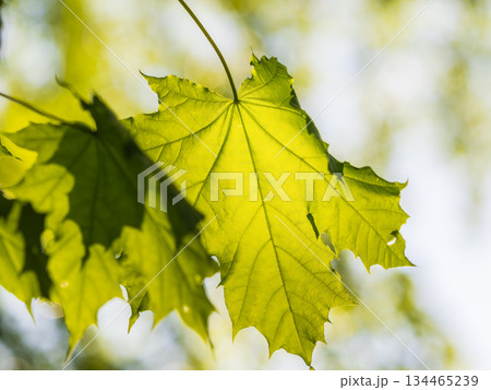 Spring branches of maple tree with fresh green leaves Spring branches of maple tree with fresh green leaves 134465239