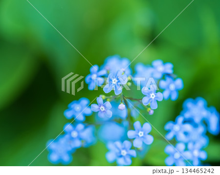 Small blue flowers of Brunnera macrophylla. the Siberian bugloss, great forget-me-not, largeleaf brunnera, heartleaf. 134465242