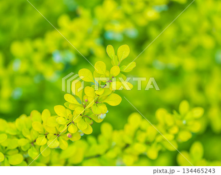 Bush of barberry in the spring with fresh green leaves and small yellow flowers. Branches of bushes with young leaves 134465243