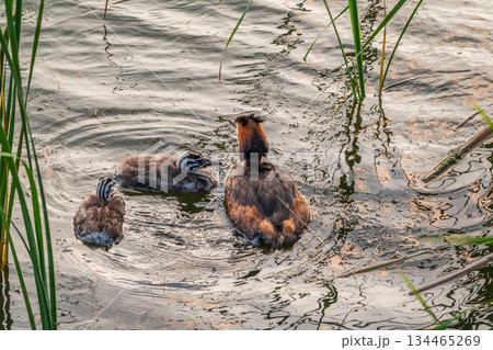 The waterfowl bird, great crested grebe with chick, swimming in the lake. 134465269