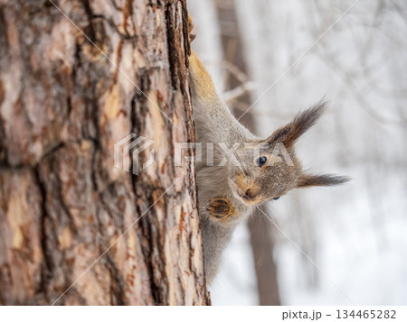 Portrait of a squirrel on a tree trunk Portrait of a squirrel on a tree trunk 134465282