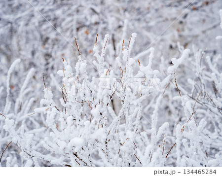 Tree branches in winter covered with snow and frost in snowfall on blue sky background. Frozen tree branches. 134465284