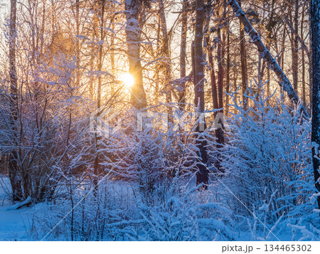 Tree branches in winter covered with snow and frost in snowfall. Frozen tree branches. Tree branches in winter covered with snow and frost in snowfall. Frozen tree branches. 134465302