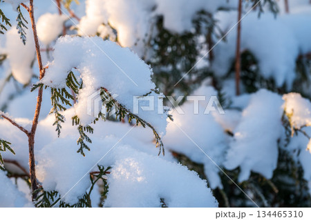 Close-up of thuja in snow. Thuja branch covered with layer of snow. White background. Green thuja branches are covered with frost outdoors in winter. Close-up of thuja in snow. Thuja branch covered with layer of snow. White background. Green thuja branches are covered with frost outdoors in winter. 134465310