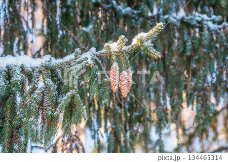 Green fir branches in winter covered with snow Green fir branches in winter covered with snow 134465314