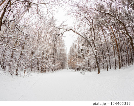 Beautiful winter landscape. Trees in the snow in a clearing on a cold day. Beautiful winter landscape. Trees in the snow in a clearing on a cold day. 134465315