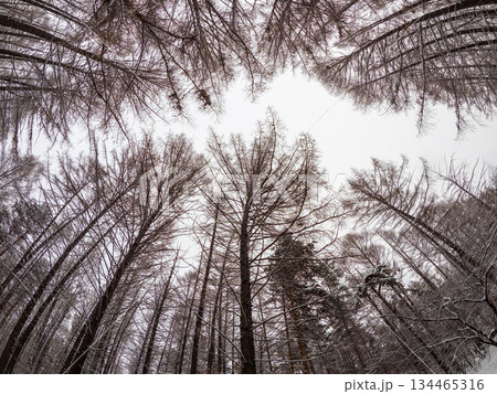 Tree branches in winter covered with snow and frost in snowfall on blue sky background. Frozen tree branches. 134465316