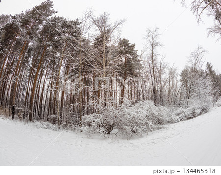Beautiful winter landscape. Trees in the snow in a clearing on a cold day. Beautiful winter landscape. Trees in the snow in a clearing on a cold day. 134465318