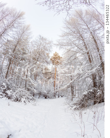 Beautiful winter landscape. Trees in the snow in a clearing on a cold day. Beautiful winter landscape. Trees in the snow in a clearing on a cold day. 134465322