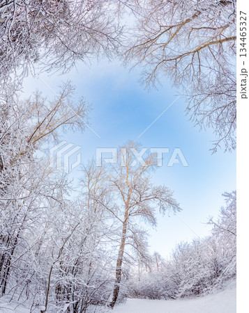 Beautiful winter landscape. Trees in the snow in a clearing on a cold day. 134465327