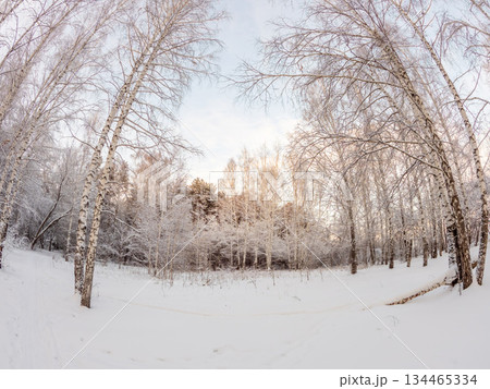Beautiful winter landscape. Trees in the snow in a clearing on a cold day. Beautiful winter landscape. Trees in the snow in a clearing on a cold day. 134465334