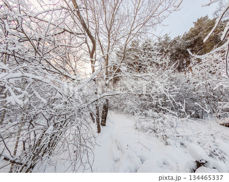 Beautiful winter landscape. Trees in the snow in a clearing on a cold day. 134465337