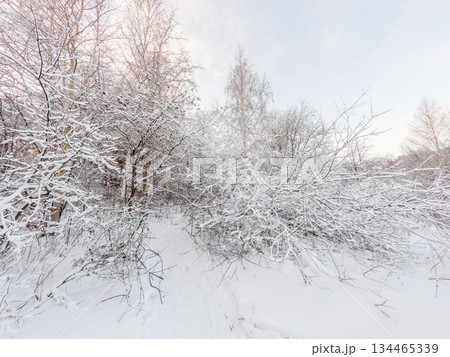 Beautiful winter landscape. Trees in the snow in a clearing on a cold day. Beautiful winter landscape. Trees in the snow in a clearing on a cold day. 134465339