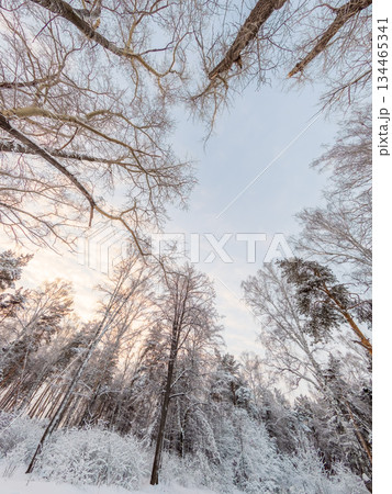 Beautiful winter landscape. Trees in the snow in a clearing on a cold day. Beautiful winter landscape. Trees in the snow in a clearing on a cold day. 134465341