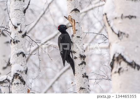 Black woodpecker female Dryocopus martius on a birch in a winter forest Black woodpecker female Dryocopus martius on a birch in a winter forest 134465355
