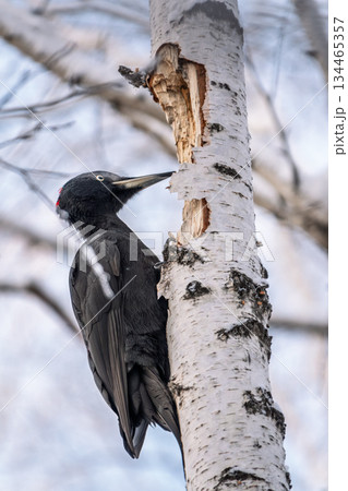 Black woodpecker female Dryocopus martius on a birch in a winter forest 134465357