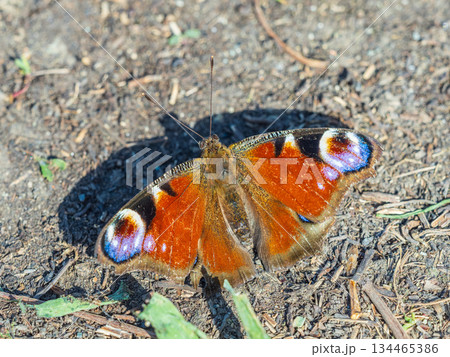 Peacock butterfly on the ground among the grass 134465386