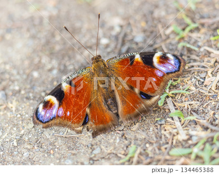 Peacock butterfly on the ground among the grass Peacock butterfly on the ground among the grass 134465388