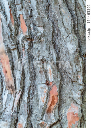 Old wood pine bark texture or background. Old wood pine bark texture or background. 134465392